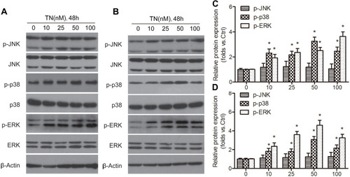 Figure 5 TN dose-dependently activates p38 and ERK MAPK signaling pathway in osteosarcoma cells. (A and B) MG63 and U-2OS cells were treated with various concentration of 10, 25, 50 and 100 nM for 48h. Western blot analysis shows protein levels of p-JNK, p-p38 and p-ERK. (C and D) The relative protein expression of p-JNK, p-p38 and p-ERK were normalized by control group. Data represent similar results from three independent experiments. JNK, p38, ERK and β-Actin were used as internal control. The statistical difference *P<0.05 compared with control group.