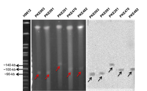 Figure 4 S1 PFGE and Southern blot of blaKPC-2 harboring strains. H9812 is a molecular size marker. PKE003 and PKE091 isolates have 90-kb plasmid, PKE201 isolate has 140-kb plasmid, and PKE470 and PKE482 isolates have 100-kb plasmid. The red arrows represent plasmids on PFGE gel. Black arrows represent plasmids on nylon membrane.