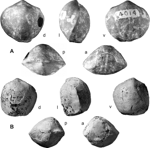 Fig. 16. Atrypoidea (Atrypoidea) australis (Dun, Citation1904). A, MMF4014, lectotype, Molong (shell not whitened). B, AMF29197, lectotype of Atrypoidea angusta Mitchell & Dun, Citation1920, labelled ‘Gurnett's’, Yass district (locality and horizon unknown). Letters d , l , v , p , a  — dorsal, lateral, ventral, posterior, and anterior views. Both ×1.5.
