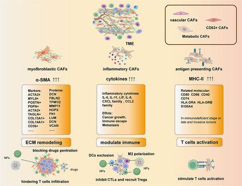 Figure 2 The heterogeneity of CAFs: the main subtypes of CAFs are defined by their features. In the classification of mCAFs, the overexpressed genes such as ACTA2, CD36 and PDPN are define as the subtype of mCAFs. And subtypes of the iCAFs with different functions are define by their secreted cytokines. The way of defining apCAFs are similar to myCAFs but the markers are usually human leukocyte antigens and cluster of differentiations (CD).