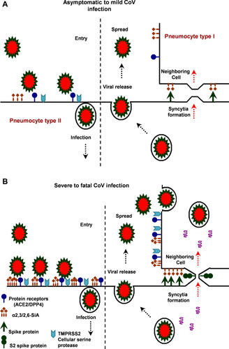 Figure 3 The hypothetical model of MERS, SARS and SARS-CoV-2 infection in the lungs of asymptomatic-to-mild (upper panel, A) and severe-to-fatal cases (lower panel, B) is illustrated here. Presented models are for two critical host determinants, eg DPP4/ACE2, cellular serine protease TMPRSS2 and sialic acid residues, differentially expressed in asymptomatic-to-mild and severe-to-fatal CoV infection. SARS-CoV-2 S engages both ACE2 and CD26 (DPP4) as the entry receptor and employs the cellular serine protease TMPRSS2 for S protein priming and efficient infectivity and spread in the host. In the entry phase, CoV S protein mediates weak interactions with abundant host surface sialates, keeping viruses concentrated on cells yet potentially diffusible across plasma membranes. S protein subsequently engages protein receptors and is proteolytically activated into membrane fusion-inducing conformations. In the Spread phase, canonical virus release is concomitant with cell-cell fusion. Cell-cell fusion involves S binding to sialic acids and does not require protein receptors, allowing infection to spread beyond the restricted distributions of protein receptors. The angiotensin-converting enzyme 2 (ACE2) in SARS-CoV and dipeptidyl peptidase 4 (DPP4) in MERS-CoV can defined as protein receptors. α2,3/2,6-SiA; α2,3/2,6-linked sialoglycans.