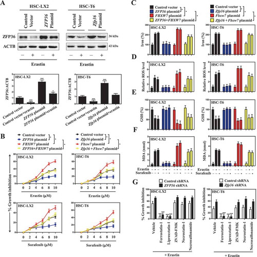 Figure 3. ZFP36 overexpression confers resistance to HSC ferroptosis. (A) HSC-LX2 and HSC-T6 cells overexpressing ZFP36 were treated with erastin (10 μM) for 24 h. The ZFP36 protein levels were determined (n = 3 in every group, ***, p < 0.001). (B) HSC-LX2 and HSC-T6 cells overexpressing ZFP36 and FBXW7 were treated with erastin (0–10 μM) or sorafenib (0–10 μM) for 24 h. Cell viability was assayed (n = 3 in every group, *, p < 0.05). (C-F) HSC-LX2 and HSC-T6 cells overexpressing ZFP36 and FBXW7 were treated with erastin (10 μM) or sorafenib (10 μM) for 24 h. The levels of iron, ROS, GSH, and MDA were assayed (n = 3 in every group, *, p < 0.05). (G) ZFP36-deficient HSC-LX2 and HSC-T6 cells were treated with erastin (10 μM) with or without the indicated inhibitors (ferrostatin-1, 1 μM; liproxstatin-1, 100 nM; ZVAD-FMK,10 μM; necrostatin-1, 10 μM; necrosulfonamide, 0.5 μM) for 24 h, and cell viability was assayed (n = 3 in every group, ***, p < 0.001).