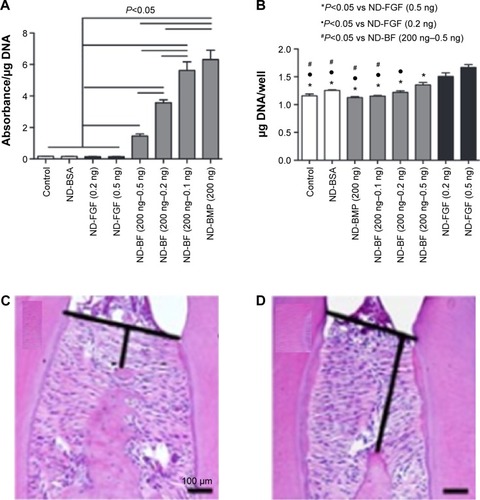 Figure 5 (A, B) Effects of BMP2 and FGF delivered by nanodiamonds on osteoblast differentiation and proliferation. ALP activity at 5 days was inhibited by the use of FGF with the nanodiamonds (ND-FGF), but was considerably increased in a dose-dependent manner when the ND-FGF were combined with BMP2 (ND-BF) or when the BMP2 was administered alone (ND-BMP) (A). Osteoblast proliferation shows that BMP did not enhance proliferation (ND-BMP), whereas the presence of FGF alone (ND-FGF) or in combination with BMP significantly enhanced proliferation (ND-BF) (B). (C, D) Mandibular bone loss decreased by siRNA delivery. Histological observation of the mandibular inter-molar alveolar bone height loss significantly decreased in the presence of Sema4d-siRNA-loaded nanoparticles (C) compared to control (D). (A and B) Moore L, Gatica M, Kim H, Osawa E, Ho D, Journal of Dental Research, (92), 976–987. Copyright © 2013 by International & American Associations for Dental Research. Adapted by permission of SAGE Publications.Citation236 (C and D) Zhang Y, Wei L, Miron RJ, Zhang Q, Bian Z, Journal of Dental Research, (93), 1095–1100. Copyright © 2014 by International & American Associations for Dental Research. Adapted by permission of SAGE Publications.Citation241Abbreviations: BMP, bone morphogenetic protein; FGF, fibroblast growth factor.