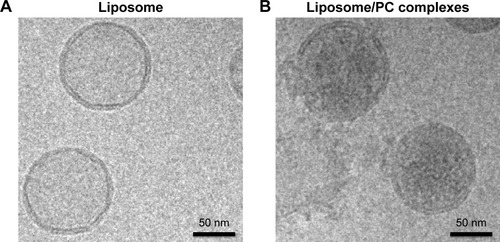 Figure 1 Liposome and liposome/PC complex characterization by cryo-electron microscopy.Notes: High-magnification cryo-EM images of liposomes before (A) and after incubation in plasma (B). Cryo-EM analysis reveals a spherical and unilamellar shape for both samples. Liposomes retained their shape and structure after incubation with plasma. Note the significant difference in electron density on the particle surface after plasma incubation, which indicates the presence of the PC (B).Abbreviations: PC, protein corona; cryo-EM, cryo-electron microscopy.
