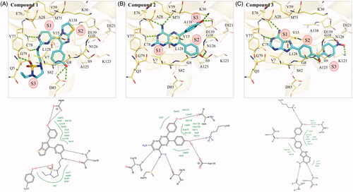 Figure 3. Interaction analysis of compounds in MAP4K5. The poses of (A) compound 1, (B) 2, and (C) 3 in MAP4K5. Compounds are coloured blue. MAP4K5 is coloured yellow. Residues are labelled as shown. Dashed green lines represent hydrogen bonds.