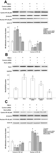 Figure 5 The NF-κB activity was regulated by Wnt5a/Ror2 signaling in PM2.5-exposed HBECs.