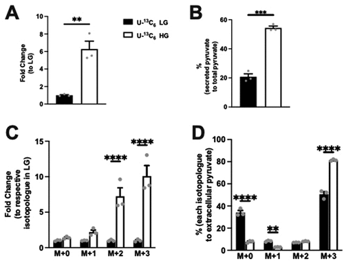 Figure 3. Extracellular pyruvate and levels of its isotopologues following incubation of Min6 cells in U-13C6 low glucose (LG, 2.8 mM) or high glucose (HG, 16.8 mM). (a) Total extracellular pyruvate level represented as fold change relative to the U-13C6 LG condition. (b) Percentage extracellular pyruvate to total (intracellular + extracellular) pyruvate in U-13C6 LG and HG condition. (c) Extracellular pyruvate isotopologues levels represented as fold change relative to its respective isotopologues levels in U-13C6 LG condition. (d) Percentage of extracellular pyruvate isotopologues within U-13C6 LG or HG condition. Experiments were conducted three times in triplicate each time. Data was analyzed by student’s t test (3A and 3B) or by Two-way ANOVA (3C and 3D). *p < .05, **p < .01, ***p < .001 and ****p < .0001. Black bar = U-13C6 LG, white bar = U-Citation13C6 HG.