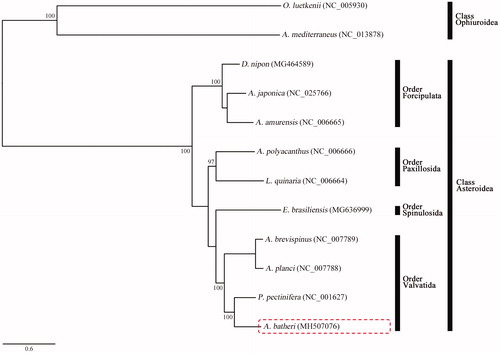 Figure 1. Phylogenetic tree constructed using the maximum likelihood (ML) method based on the nucleotide sequences of the complete mitogenomes of Aquilonastra batheri (MH507076) and eight other asteroids. The bootstrap values indicated on each node are >70.