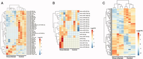 Figure 2. Identification of differentially expressed miRNAs and lncRNAs in a murine model of CMV infection after skin transplantation. (A) Heatmap of differentially expressed miRNAs in the plasma. (B) Heatmap of differentially expressed miRNAs in PBMC. (C) Heatmap of differentially expressed lncRNAs in PBMC.