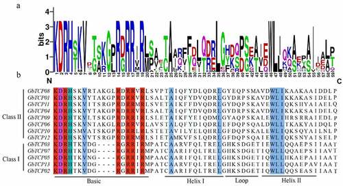 Figure 2. Multiple sequence alignment of GbTCPs. (a) The sequence logo was constructed by WebLogo, the height of each letter representing the corresponding amino acid the frequency of occurrence. (b) Multiple sequence alignment was performed with Clustalx 2.1. The red part denotes highly conserved basic amino acids, the blue part indicates hydrophobic amino acids, the purple part indicates acidic amino acids and the green part represents basic amino acids.