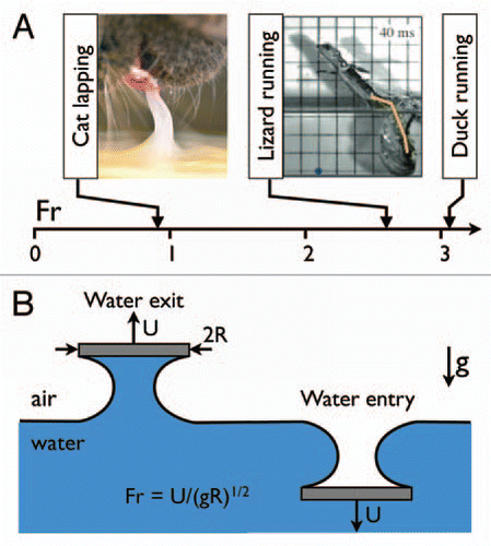 Figure 1 (A) Lapping in felines relies on the formation of a liquid column and water walking in the basilisk lizard on the generation of an air cavity. The dynamics of both processes are governed by the Froude number, Fr. These are just two examples of biological Froude processes, where organisms manipulate the air-water interface for diverse biological functions, including lapping (catCitation6) and running (lizard,Citation8 duckCitation18). For an introduction to moving at the air-water interface, see an example in chapter 14 of reference Citation19. (B) Schematic of water entry and water exit. Water lapping and water running are examples of water-exit and water-entry processes, respectively. (Lizard image reproduced with permission from the Journal of Experimental Biology, ref. Citation8).