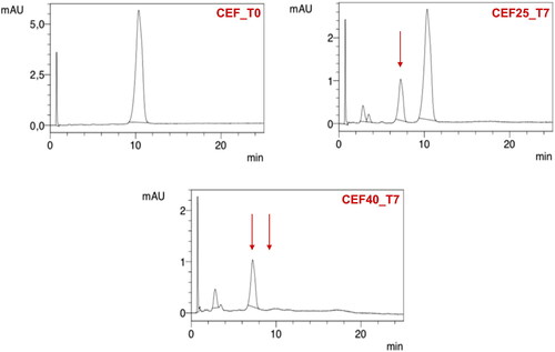 Figure 7. HPLC chromatograms of 5% CEF solution (CEF_T0) in comparison with the solution stored for seven days at 25 °C (CEF25_T7) and 40 °C (CEF40_T7).