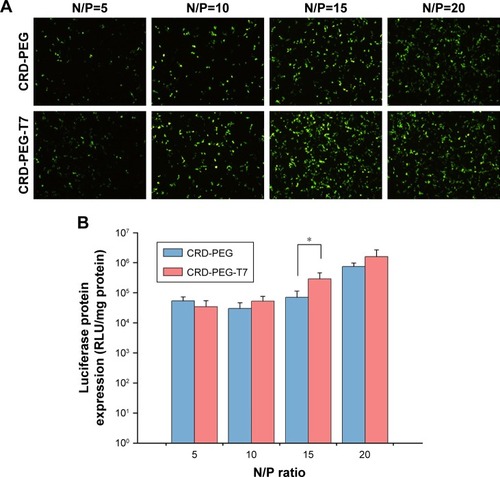 Figure 8 In vitro gene transfection efficacy of the polymer–pDNA complex at different N/P ratios in DU145 cells.Notes: (A) Fluorescent images of transfection efficacy of the CRD-PEG–pEGFP complex and CRD-PEG-T7–pEGFP complex at various N/P ratios in DU145 cells. (B) Luciferase assay of the CRD-PEG–pEGFP complex and CRD-PEG-T7–pEGFP complex at various N/P ratios in DU145 cells. Data are shown as the mean ± SD (n=3). *P<0.05, significant difference between these two groups.Abbreviations: CRD-PEG, conjugates of bifunctional PEG and disulfide cross-linked arginine-aspartic acid peptide; CRD-PEG-T7, disulfide bonds cross-linked arginine-aspartic acid peptide modified with peptide T7; RLU, relative light units.