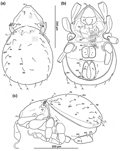 Figure 2. Schusteria marina sp. nov. adult. (a) Dorsal view, legs omitted; (b) ventral view, legs only drawn partially; (c) lateral view, tibia and tarsus II broken off.