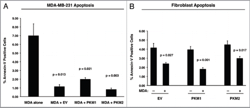 Figure 7 PKM1 and PKM2 overexpressing fibroblasts do not induce apoptosis in co-cultured breast cancer cells. GFP-positive MDA-MB-231 cells were co-cultured either with EV, PKM1 or PKM2 fibroblasts. Corresponding homotypic cultures were established in parallel. To measure apoptosis, cells were subjected to Annexin-V staining and analyzed by FACS. Thus, the GFP (+) and GFP (−) cells represent breast cancer cells and fibroblasts, respectively. (A) Apoptotic rates of co-cultured MDA-MB-231 cells. MDA-MB-231 cells maintained in co-culture with EV control fibroblasts show a 7-fold reduction in apoptosis, as compared with MDA-MB-231 cells cultured alone. Interestingly, MDA-MB-231 cells co-cultured either with PKM1 or PKM2 fibroblasts display a similar protection against apoptosis, indicating that PKM1 and PKM2 fibroblasts do not impart any toxicity effects. (B) Apoptotic rates of co-cultured fibroblasts. When maintained in co-culture with MDA-MB-231 cells, EV, PKM1 or PKM2 fibroblasts display an up to 2-fold reduction in apoptosis.