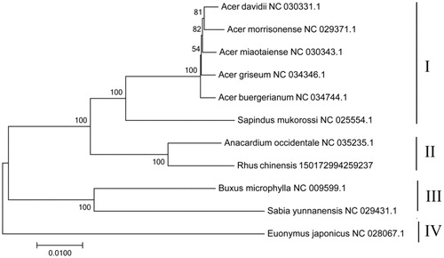 Figure 1. The ML phylogenetic tree of the Rhus chinensis clade based on same protein-coding genes.
