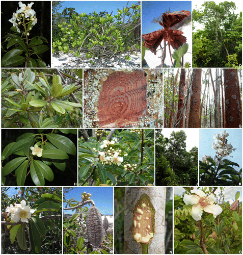 Figure 1. Representatives of Kielmeyera (Calophyllaceae) from the Atlantic Forest. (A) K. albopunctata: branch with flowers; (B, C) K. argentea: (B) shrub in restinga―quaternary sandy coastal plain―vegetation, Salvador, Bahia state, (C) opened fruit, showing seeds; (D, E) K. elata: (D) tree in a wet forest, Ilhéus, southern Bahia, (E) branch with leaves; (F, G) K. ferruginosa: (F) trunk with bark partially removed to show the orange latex, (G) a population in a flooded arboreal restinga, Una, southern Bahia; (H) K. membranacea: branch with a flower; (I) K. marauensis: branch with flowers; (J, K) K. neglecta: (J) tree in a wet forest, Serra Grande, southern Bahia; (K) branch with flowers; (L, M) K. reticulata (L) branch with flowers, (M) fruit; (N, O) K. rugosa: trunk with bark partially removed to show the yellowish latex, (N) branch with a flower, in shrubby tabuleiro, a semideciduous coastal forest, northern Bahia. Photos by F.S.E. Santo (A, H, J); A.P.B. Santos (B–G, L, N, O); I.S. Abreu (M); D.N. Carvalho (I, K).