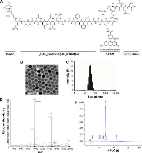 Figure S1 Structures and characterization of peptide-conjugated synthetic nanoprobes.Notes: (A) Structures of peptide-conjugated synthetic nanoprobes. Red fonts indicate restriction sites of FAPα. (B) TEM images of the magnetic iron oxide beads (MNPs). (C) Size distribution of the MNPs after conjunction. (D, E) MS and HPLC identification of synthetic substrate peptide of FAPα.Abbreviations: FAPα, fibroblast activation protein α; HPLC, high-performance liquid chromatography; MNPs, magnetic iron oxide nanoparticles; MS, mass spectroscopy; TEM, transmission electron microscopy.