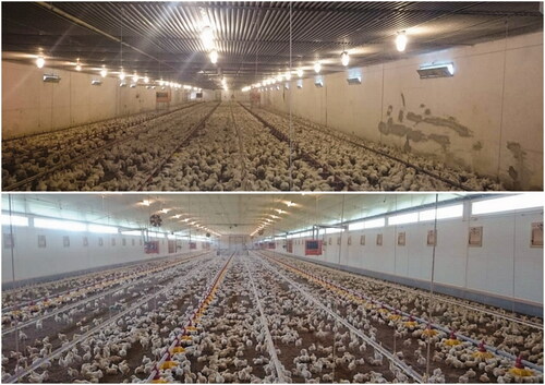 Picture 1. Internal view of the broiler houses of the examined farms (top: Farm-2, bottom: Farm-1). Source: company’s database