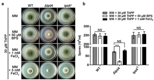 Figure 3. TptA is required for adaptation to low iron conditions. (a) Comparison of colony morphologies for the indicated strains grown on MM media supplemented with 1, 5 mM FeCl3 or 50 μM BPS in the presence of 30 μM ThPP. The strains were grown at 37°C for 48 h. (b) Quantitative total conidial production for the strains shown in panel (a). Data are presented as the means ± SD of three independent replicates. “***” represents significant differences at P < 0.001 according to t-test. NS, no significant difference.