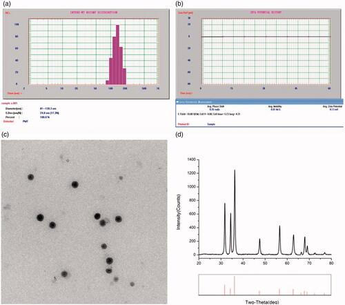 Figure 1. Characterization of Mino-ZnO@Alb NPs. (A) Particle size distribution of Mino-ZnO@Alb NPs. (B) Average Zeta potential of Mino-ZnO@Alb NPs. (C) The image of ZnO NPs scanned under transmission electron microscope. (D) XRD graph of ZnO nanoparticles.