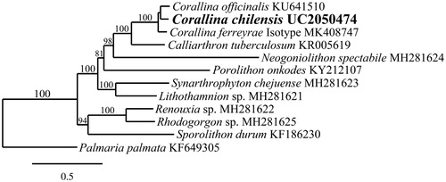 Figure 1. Maximum likelihood phylogram of the mitogenome of C. chilensis and related calcified red algae. Numbers along branches are RaxML bootstrap supports based on 100 replicates. The legend below represents the scale for nucleotide substitutions.