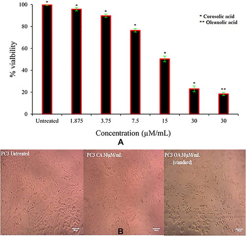 Figure 10 Anti-cancer activity of corosolic acid. (A) Anti-cancer activity of corosolic acid against PC3 cell line. (B) The cell population was recorded after 24h of treatment of corosolic acid and compared to control oleanolic acid (OA) and untreated cells.