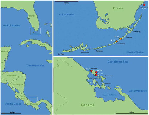 Figure 1. Maps illustrating the records of new species in the western Caribbean. Left vertical map provides an overview of the area with white frames indicating the position of the regions given in the two horizontal maps. Red circles represent records of Thalassozetes balboa sp. nov. and orange circles identify occurrence of Litoribates floridae sp. nov.; codes in white refer to the sampling location given in the Materials and Method section.