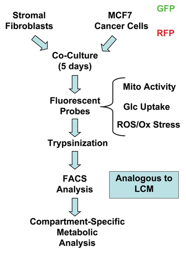 Figure 1 Overall strategy for quantitating cancer metabolism in MCF7-fibroblast co-cultures. MCF7 cells are co-cultured with stromal fibroblasts for 5 d. Then, the co-cultures are briefly incubated with different fluorescent probes to measure mitochondrial activity (Mito-Tracker), glucose uptake (NBD-2-deoxy-glucose) or ROS production (DCF-DA). Afterwards, co-cultures are mildy-trypsinized and subjected to FACS analysis to physically separate MCF7 cancer cells from stromal fibroblasts which is analogous to laser-capture micro-dissection (LCM). This strategy allows for compartment-specific metabolic analysis. For all of our experiments, we used MCF7 cells recombinantly tagged with either GFP (green fluorescent protein) or RFP (red fluorescent protein) and unlabelled stromal fibroblasts.