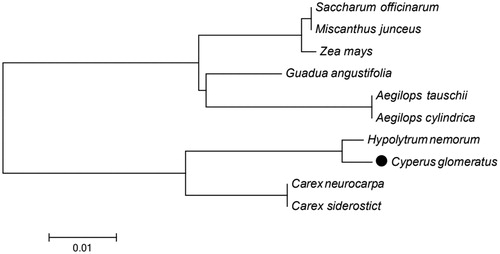 Figure 1. Phylogenetic tree of 9 species in Cyperaceae and Gramineae based on the Maximum-Likelihood analysis of the whole chloroplast genome sequences using 500 bootstrap replicates. The analyzed species and corresponding Genbank accession numbers are as follows: Aegilops cylindrica (NC_023096), Aegilops tauschii (NC_022133), Carex siderostict (NC_027250), Carex neurocarpa (KU238086), Guadua angustifolia (NC_029749), Hypolytrum nemorum (NC_036036), Miscanthus junceus (NC_035751), Saccharum officinarum (LN849913), Zea mays (NC_001666).