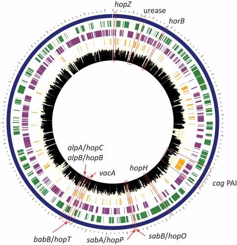 Figure 10. H. pylori virulence factor genes detected in assembled contigs and mapped to H. pylori reference strain 26695. Rings (outer to inner): 1) Forward protein coding genes (green), 2) Reverse protein coding genes (purple), 3) Virulence factor genes from H. pylori reference strain 26695 (orange), and 4) histogram showing number of genes detected by WMS per H. pylori-positive sample (n = 13).