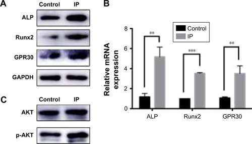 Figure 4 Expression of ALP, Runx2, GPR30 were all increased by IP in both protein level (A) and mRNA level (B). The PI3K/AKT signaling pathway was activated by IP because the p-AKT expression was high without the increase of total AKT (C). **P<0.01, ***P<0.001.