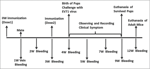 Figure 7. The animal immunize procedures. Procedures related to immunization and dams with EV71 challenge virus are shown above the line. The bleeding collection are shown below the line.
