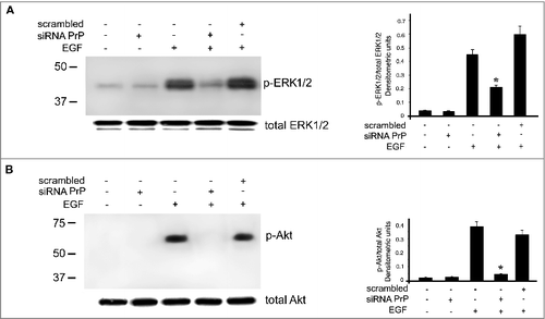 Figure 4. Effects of PrPC silencing on ERK and Akt phosphorylation induced by EGF. hDPSCs, untreated or treated with 20 ng/ml EGF, in the presence or in the absence of pre-treatment with siRNA PrP or scrambled siRNA, were analyzed by Western blot, using anti-pERK1/2, anti-total ERK1/2 (A), anti-pAkt and anti-total Akt (B), Densitometric analysis is shown in the right. Results represent the Mean ± SD from 3 independent experiments, *p <0.01 siRNA PrP treated cells vs EGF treated cells. As control, scrambled siRNA was employed in each experiment.