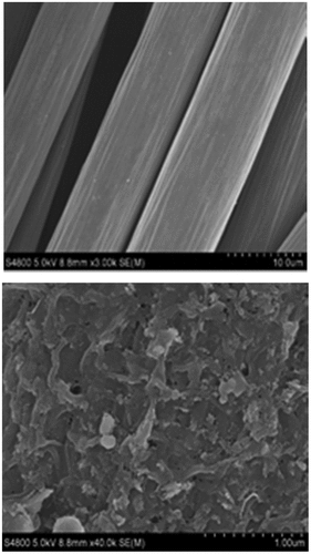 Figure 5. SEM photo of anodic biomembrane (a) blank electrode and (b) electrode of mixed bacteria