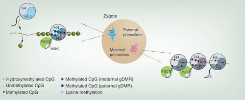 Figure 4. Gametic epigenomes in the zygote.Following fertilization, most of the paternal genome is actively demethylated, during which time it is characterized by widespread hydroxymethylation. The few canonical nucleosomes present in mature sperm are predicted to persist in the paternal pronucleus, but in the majority of the genome protamines (green circles) are exchanged for maternally provided histones containing the H3 variant H3.3. The maternal genome is largely not subject to either of these remodeling events. Nucleosomes marked with H3K9me2 recruit PGC7/STELLA, which protects the maternal genome from demethylation. The same mechanism protects DNA methylation over at least two paternally imprinted gDMRs.gDMR: Germline differentially methylated region; PGC: Primordial germ cell.