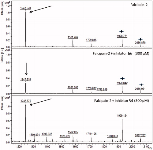 Figure 5. Peptide mass fingerprint of falcipain-2. The peak corresponding to the peptide 204-NSWGQQWGER-213 is labeled (m/z 1247.719, arrows). The panels show falcipain-2 in the absence of the inhibitors, in the presence of the non-competitive inhibitor 66, and in the presence of the competitive inhibitor 54. The spectra represents a sum of 4000 lasers shots subtracted from the baseline. Stars represent the peaks m/z 1928.771 and m/z 2056.878, which are not affected by inhibitor 66.