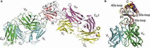 Figure 6. LY3041658/chemokine complex structure. (a) Two Fab/antigen complexes are observed in the asymmetric unit (human CXCL8 shown). The chemokines are present as homodimers with Fabs bound distal to the dimer interface. (b) The binding mode is conserved across cyno CXCL2 (blue), cyno CXCL3 (red), cyno CXCL7 (yellow), and human CXCL8 (salmon). The epitope surface is composed of the N-terminus (ELR motif and N-loop), the 30s-loop, and the β2/β3 strands