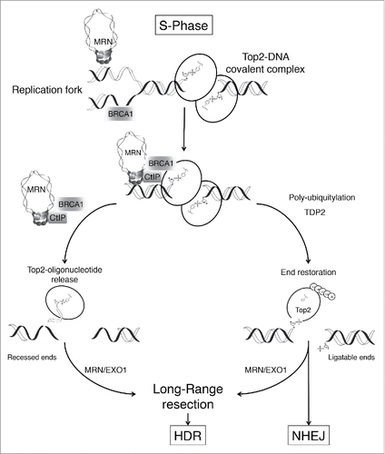 Figure 1. Putative mechanism for removal of Top2-DNA adducts. Nucleolytic processing by the MRE11-RAD50-NBS1 complex (MRN), CtIP, and BRCA1 represents a fast and efficient mechanism of type IIA topoisomerase (Top2)-DNA adduct removal that prevents catastrophic collisions with replication forks. The MRN-CtIP-BRCA1 pathway promotes subsequent double-strand break repair through homology-directed repair (HDR) by creating a substrate suitable for DNA end resection. We propose that during S-phase the MRN-CtIP-BRCA1 pathway favors HDR, the preferred double-strand break repair pathway during DNA replication. Outside S-phase, resection is less efficient and TDP2 promotes end restoration requiring Top2 polyubiquitination, Top2 denaturation, and/or proteasome-mediated degradation. However, this nucleolytic pathway can also operate in the absence of DNA replication. EXO1, exonuclease 1; NHEJ, non-homologous end-joining; TDP2, tyrosyl-DNA phosphodiesterase 2.