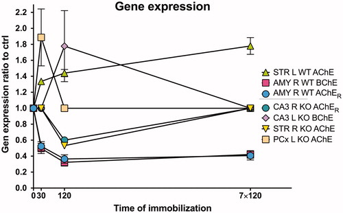 Figure 1. Relative changes in mRNA expression after stress in WT and CRH-KO mice expressed as ratio relative to unstressed control. Ordinate shows duration of immobilization, abscissa gives mRNA expression ratio relative to control (ctrl). Control mice (intact mice, time = 0) were not immobilized. If there is significant difference, then the respective increase/decrease is shown; if there is no difference, then the ratio is set to 1.0. Data are expressed as mean ± SEM. One-way ANOVA with SNK post hoc analysis (n = 4 in all groups). Abbreviations in inset key: STR: striatum; AMY: amygdala; CA3: CA3 hippocampal area; PCx: parietal cortex; WT: wild type mice; KO: CRH-KO mice; R: right hemisphere; L: left hemisphere; AChE: acetylcholinesterase; AChER: readthrough variant of acetylcholinesterase; BChE: butyrylcholinesterase. For individual changes expressed as measured values see Supplementary Figures 1–5.