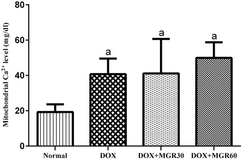Figure 3. Effects of MGR on DOX-induced alteration of cytosolic calcium level (mg/dl). Values are presented as mean ± SD (n = 5), ap < 0.05 versus the normal group; normal = normal group, DOX = doxorubicin 15 mg/kg bw, DOX + MGR30 = DOX 15 mg/kg bw and MGR 30 mg/kg bw/d, DOX + MGR60 = DOX 15 mg/kg bw, and MGR 60 mg/kg bw/d.