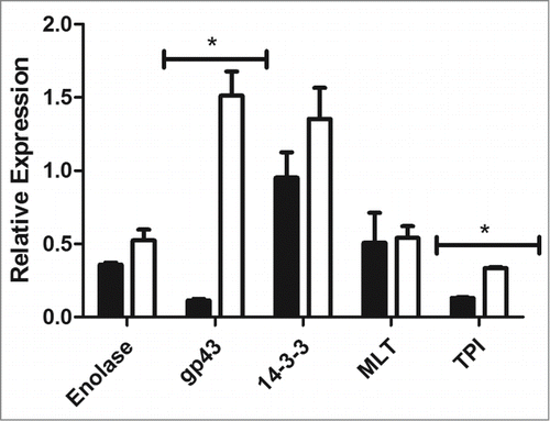 Figure 8. Relative gene expression of enolase, gp43, 14-3-3, triosephosphate isomerase and malate synthase in P. brasiliensis (black) and P. lutzii (white), (*) p < 0.05.