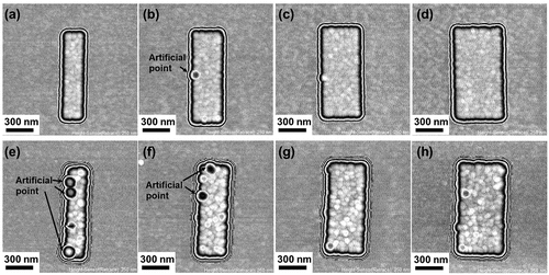 Figure 3. AFM topography images of Au strips with thicknesses of (a-d) 50 nm and (e-f) 100 nm and widths of (a, e) 200 nm, (b, f) 300 nm, (c, g) 400 nm, and (d, h) 500 nm.