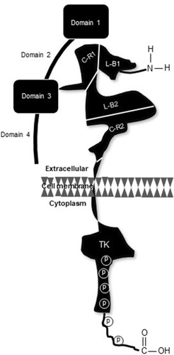 Figure 1 Pictorial rendition of p185HER2. Distal to the amino terminus, the extracellular region consists of four distinct sectors; two ligand-binding domains (L-B1 and L-B2) and two flanking cysteine-rich domains (C-R1 and C-R2), join to a short membrane-spanning region which connects with the intracellular catalytic kinase domain (TK). Sites of receptor phosphorylation are embedded in the TK region and along the carboxy terminus (denoted by P).