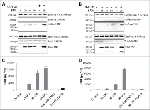 Figure 1. Kinetics of TNF expression in human monocytes and macrophages post LPS treatment. Human CD14+ monocytes (A) or day 7 human CD14+ monocyte-derived macrophages (B) were either untreated or treated with LPS in the presence or absence of TACE inhibitor, TAPI-2, for the indicated periods of time. Cell surface proteins were labeled with cell-impermeable Sulfo-NHS-SS-biotin. Biotinylated surface proteins were precipitated with streptavidin-conjugated agarose beads. Cell surface biotinylated and total proteins were subjected to immunoblotting using anti-TNF IgG. Na, K-ATPase and GAPDH protein expressions were used as total protein loading and cell surface biotinylation controls. Cell-free culture supernatants from monocytes (C) and macrophages (D) as treated in (A) and (B), respectively, were assayed for the presence of soluble TNF (sTNF) by ELISA.