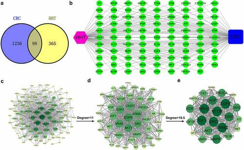Figure 1. Network pharmacology construction of HHT against CRC. (a) Venn diagram displays the intersection genes of CRC- and HHT-related targets. (b) ‘Compound-Target-Disease’ network consisting of 100 nodes and 196 edges. (c–e) PPI network of common targets and topological analysis