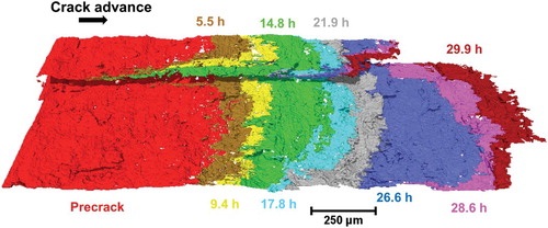 Figure 2. 3D SCC crack growth profile in moisture as a function of time. Significant variation of crack length through the thickness was observed.