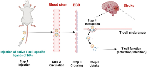 Figure 3 A series of steps illustrating the journey of a nanomaterial carrying an immunomodulatory drug from administration to T-cell-targeting stroke therapy. Step 1: Intravenously inject the functionalized nanoparticles with T-cell-specific ligands. Step 2: Circulation in the bloodstream with prolonged retention time due to surface modifications (eg, PEGylation). Step 3: Crossing the blood‒brain barrier either passively (poststroke) or actively (using BBB permeation strategies). Step 4: T cells interact with T cells in inflamed brain tissue; the targeting ligand binds to a T-cell surface marker (eg, CD3 or CD4). Step 5: Uptake of the nanoparticles by T cells through receptor-mediated endocytosis or pinocytosis. Step 6: Drug release inside T cells leads to the modulation of T-cell function (activation/inhibition).