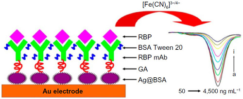 Figure 1 Schematic of Ag@BSA microspheres sensor used for renal binding protein detection and the related DPV response.
