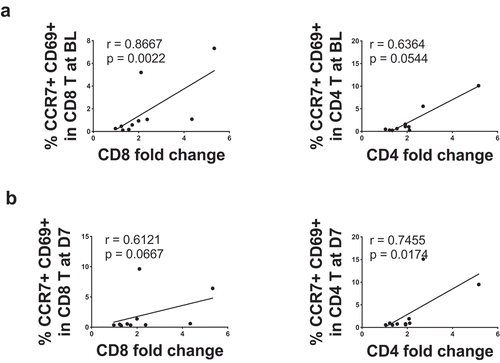 Figure 2. CCR7 and CD69 co-expression correlates with the reduction of T lymphocytes in the blood. A. Linear correlations between the CD8 T cell drop and the percentage of CD8 T cells expressing CD69 at baseline (n = 10) and between the CD4 T cell drop and the percentage of CD4 T cells expressing CD69 at baseline (n = 10). B Linear correlations between the CD8 T cell drop and the percentage of CD8 T cells expressing CD69 at day 7 after YF-17D primary vaccination (n = 10) and between the CD4 T cell drop and the percentage of CD4 T cells expressing CD69 at day 7 after YF-17D primary vaccination (n = 10). The Spearman r value and the p-value are indicated on each graph